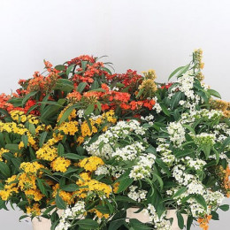 Euphorbia fulgens mix(Эуфорбия фулгенс микс)В75