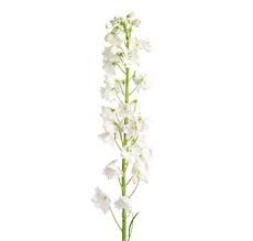 Delphinium Triton Ariel White (Дельфиниум Тритон Ариель Вайт) B70
