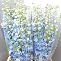 Delphinium Triton Light Blue (Дельфиниум Тритон Лайт Блу) B70
