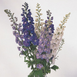 Delphinium Mix (Дельфиниум Микс) В90
