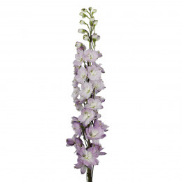 Delphinium Triton Lavender (Дельфиниум Тритон Лавендер) B70