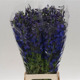 Delphinium En Donna (Дельфиниум Эн Донна) В60