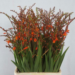 Crocosmia Red (Крокосмия Ред) В80