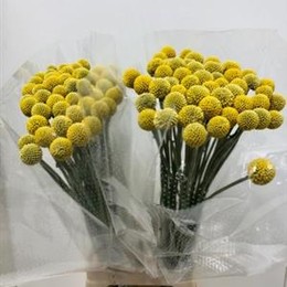 Craspedia Paint Glob (Краспедия Паинт Глоб) В60
