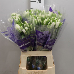 Godetia White (Годетия Вайт) В60