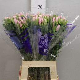 Godetia Pink (Годетия Пинк) В60