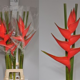 Heliconia Iris Banochie (Хеликония Ирис Баночие)