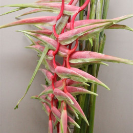 Heliconia Ros Sexy Pink (Хеликония Рос Секси Пинк)