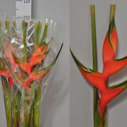Heliconia Oriole Orange (Хеликония Ориоле Оранж) В100
