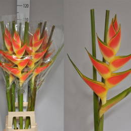 Heliconia Wagneriana Red (Хеликония Вагнериана Ред) В100