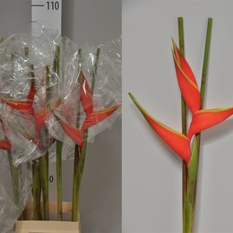 Heliconia Bihai (Хеликония Бихай) В100