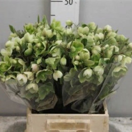 Helleborus Magnificent Bells (Хелеборус магнифисент беллс) В30