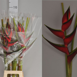 Heliconia Edge Of Night (Хеликония Эдги Оф Найт)