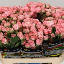 Rosa Tr Madam Bombastic (Роза куст Мадам Бомбастик) В50