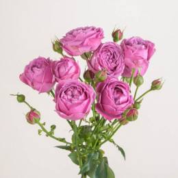 Rosa tr misty bubbles(Роза куст. Мисти Бабблс) В60