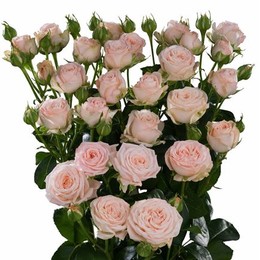 Rosa Tr Bombastic (Роза Тр Бомбастик) В50