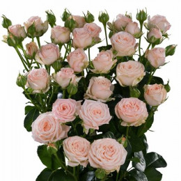 Rosa Tr Bombastic (Роза Тр Бомбастик) В60