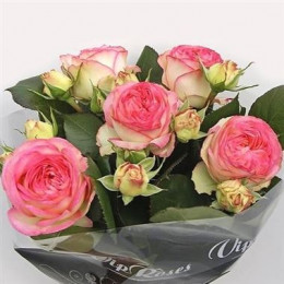 Rosa tr ave maria (Роза тр Аве Мария) В40