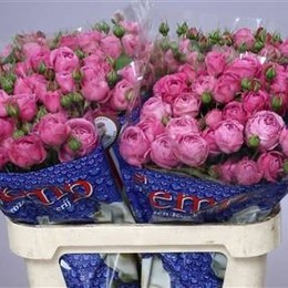 Rosa Tr Misty Bubbles (Роза Тр Мисти Бабблс) В50