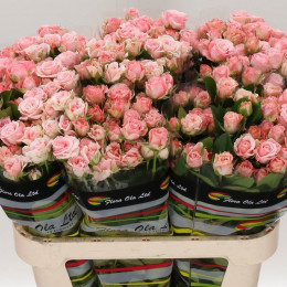 Rosa Tr Madam Bombastic (Роза куст Мадам Бомбастик) В60