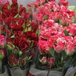 Rosa Tr Gemengd In Fust (Роза Тр Геменгд Ин Фуст) В50