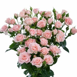 Rosa Tr Lydia (Роза Тр Лидия) В60HOL
