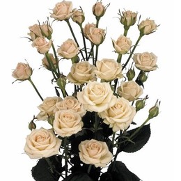 Rosa Tr Jana (Роза Тр Джана) В70