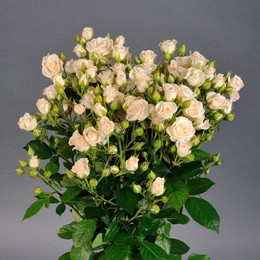Rosa Tr Cream Gracia (Роза Тр Крем Грация) В70 ROSE HILL