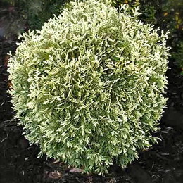 Туя западная Gold Pearl (Голд Перл)