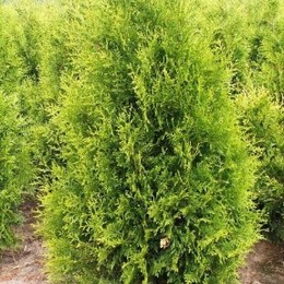 Туя западная Golden Brabant (Голден Брабант)