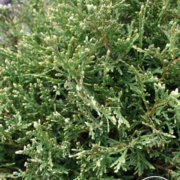 Туя западная Grazyna (Грацуна)