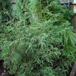 Туя западная Ohlendorffii (Олендорфи)