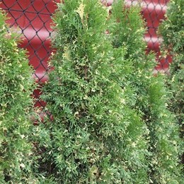 Туя западная Smaragd Variegata (Смарагд Вариегата)