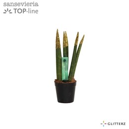 Сансевиерия Бархатное прикосновение ( Sansevieria Velvet Touchz Glitterz Gold ) W 6 см H 18 см