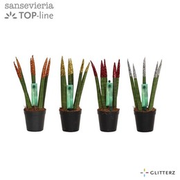 Сансевиерия Бархатное прикосновение ( Sansevieria Velvet Touchz Glitterz Mixed ) W 6 см H 18 см