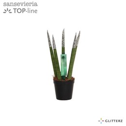 Сансевиерия Бархатное прикосновение ( Sansevieria Velvet Touchz Glitterz Silver ) W 6 см H 18 см