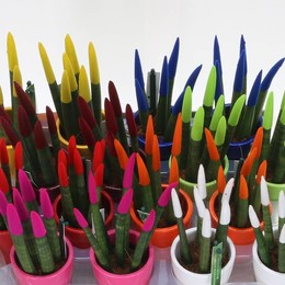 Сансевиерия Бархатное Прикосновение Смешанная Ибица В Керамике # ( Sansevieria Velvet Touch Mixed Ib