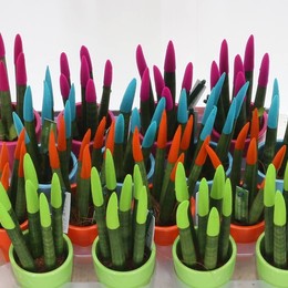 Бархатное Прикосновение Сансевиерии, Смешанное С Керамикой # ( Sansevieria Velvet Touch Mixed In Cer