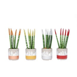 Смешанная в керамике снежинка ( Sansevieria Glitterz Mixed In ceramics Snowflake ) W 6 см H 18 см