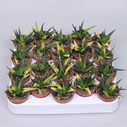 Хавортия Лимифолия Вариагата ( Haworthia Limifolia Variagata ) W 5 см H 15 см