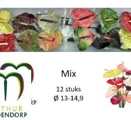 Anthurium mix in box (Антуриум Микс ин бокс) B45