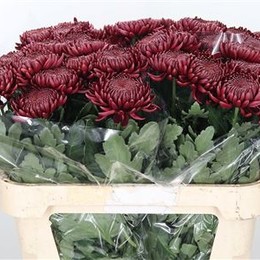 Chr G Bigoudi Red	 (Хриз. Росс Элизабет) В70