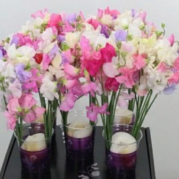 Lathyrus Odoratus Gem (Латурус Одоратус Гем) В35