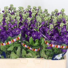 Matthiola Lucinda Purple (Маттиола Люсинда Перпл) В65