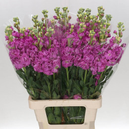 Matthiola Francesca (Маттиола Франческа) В55