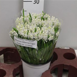 Muscari White (Мускари Вайт)