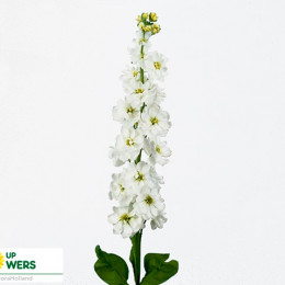 Matthiola Anytime White (Маттиола Энитайм Вайт) В55
