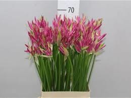 Nerine Bo Favoriet (Нерине Бо Фаворит) В70