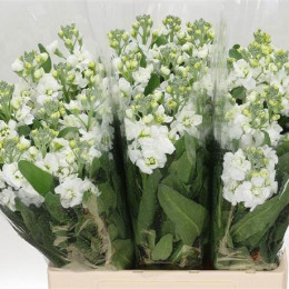 Matthiola arrow white (Маттиола Арроу Вайт) В45