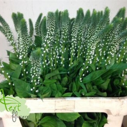 Lysimachia fortunei jumbo(Лусимачия Фортуней Джамбо) В60